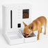 White 2-in-1 smart pet feeder with digital camera and food compartments, small dog eating from bowl.